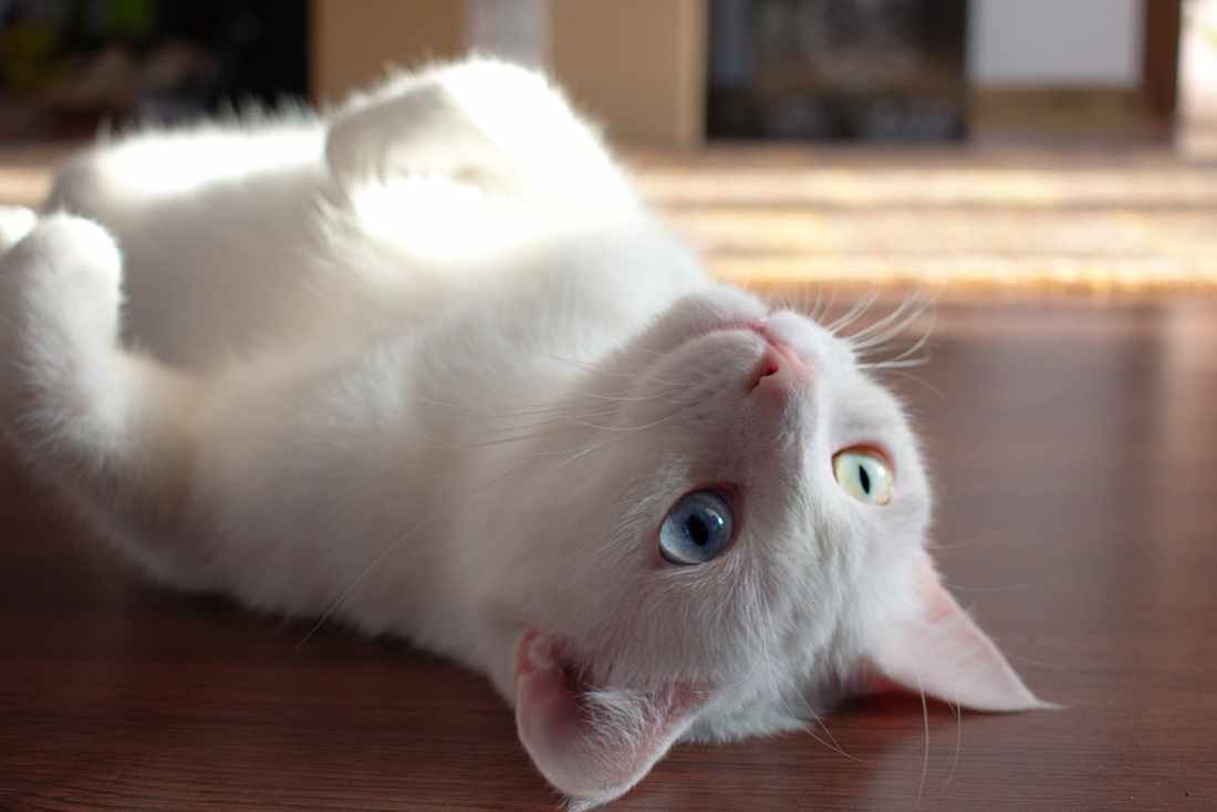 close up photo of kitty laying on floor