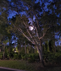 Moon in the trees