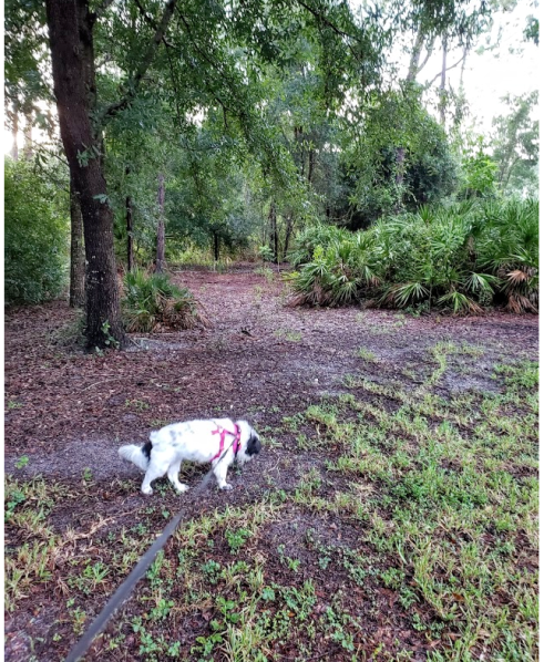 BlogStreetwheresthe kitty (2)